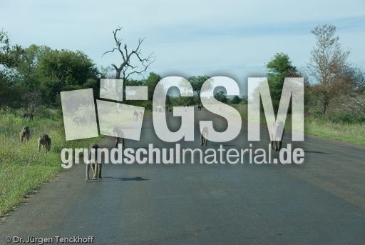 Tschakma Pavian (46 von 48).jpg